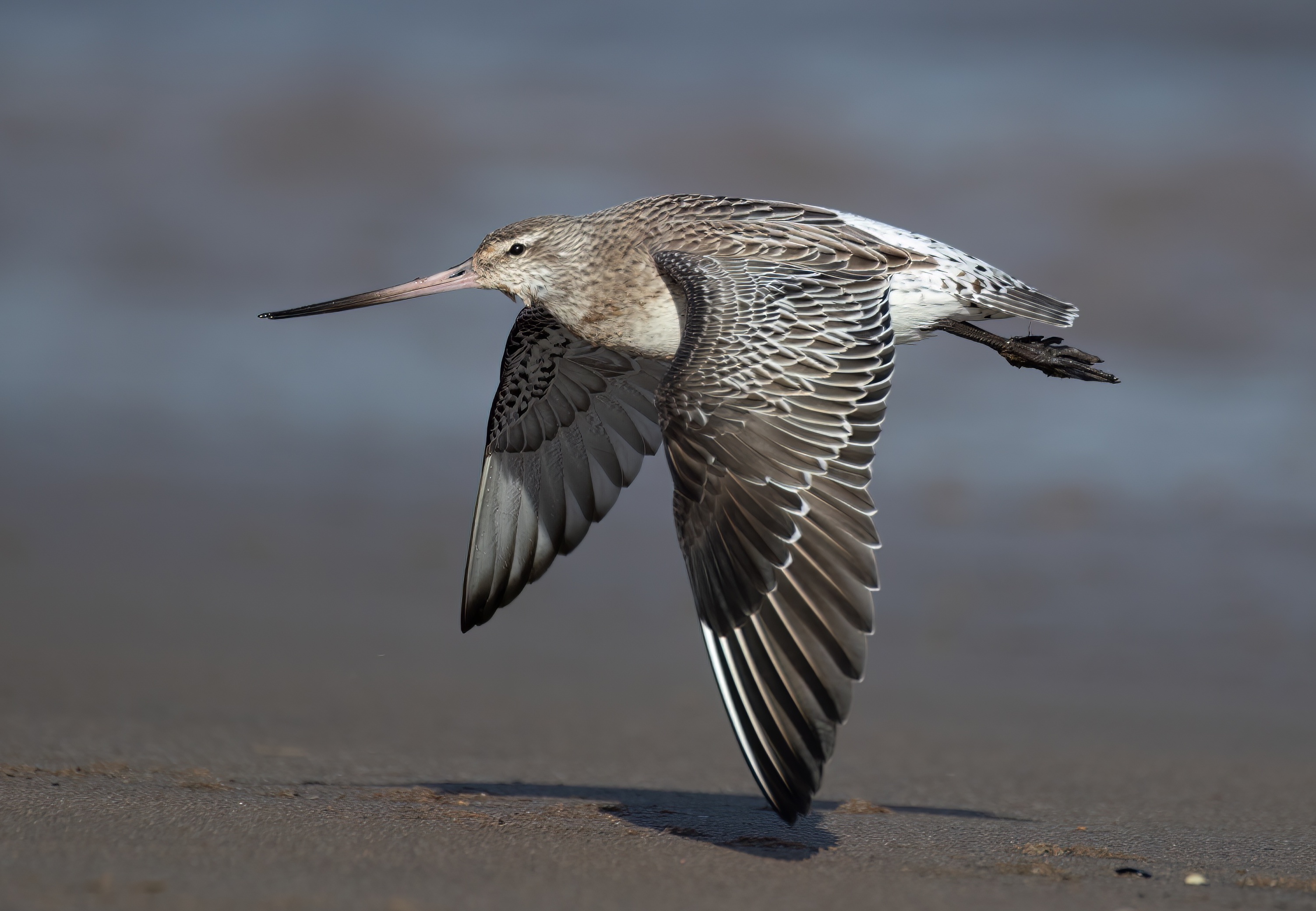 BarTailedGodwit 090219 DonnaNook MarkJohnson topaz denoise