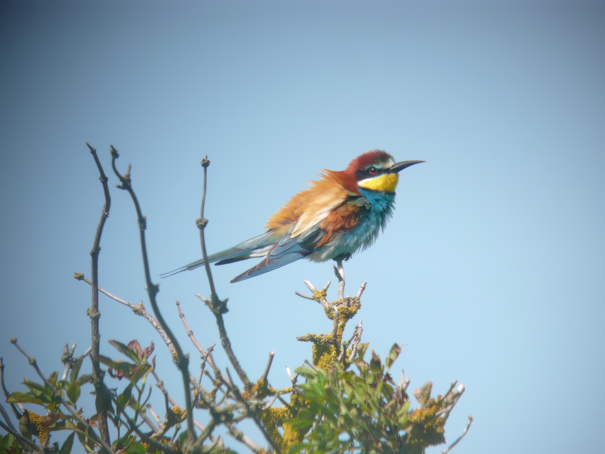 Bee eater2 310509 GibraltarPoint RHayes