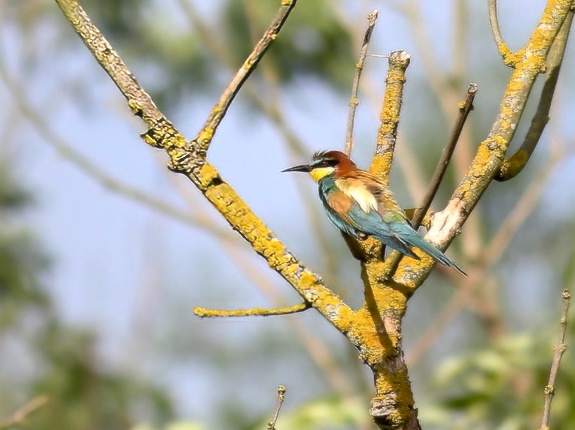 Bee eater 250720 Stallingborough JWalton topaz denoise sharpen