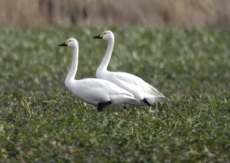 BewicksSwans Feb2010 WorlabyCarrs GPCatley