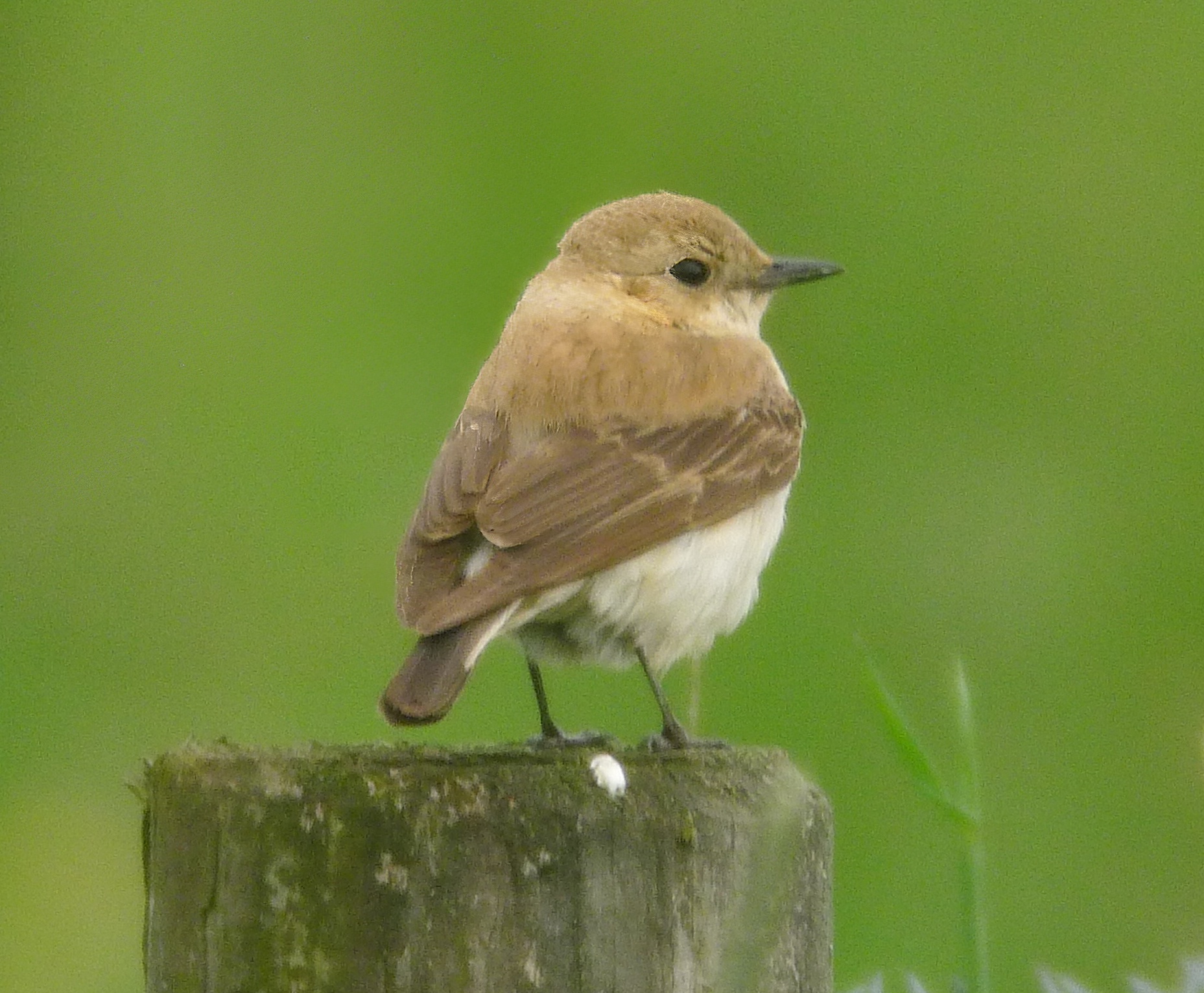 BlackEaredWheatear2 120612 FramptonMarsh PSullivan topaz sharpen