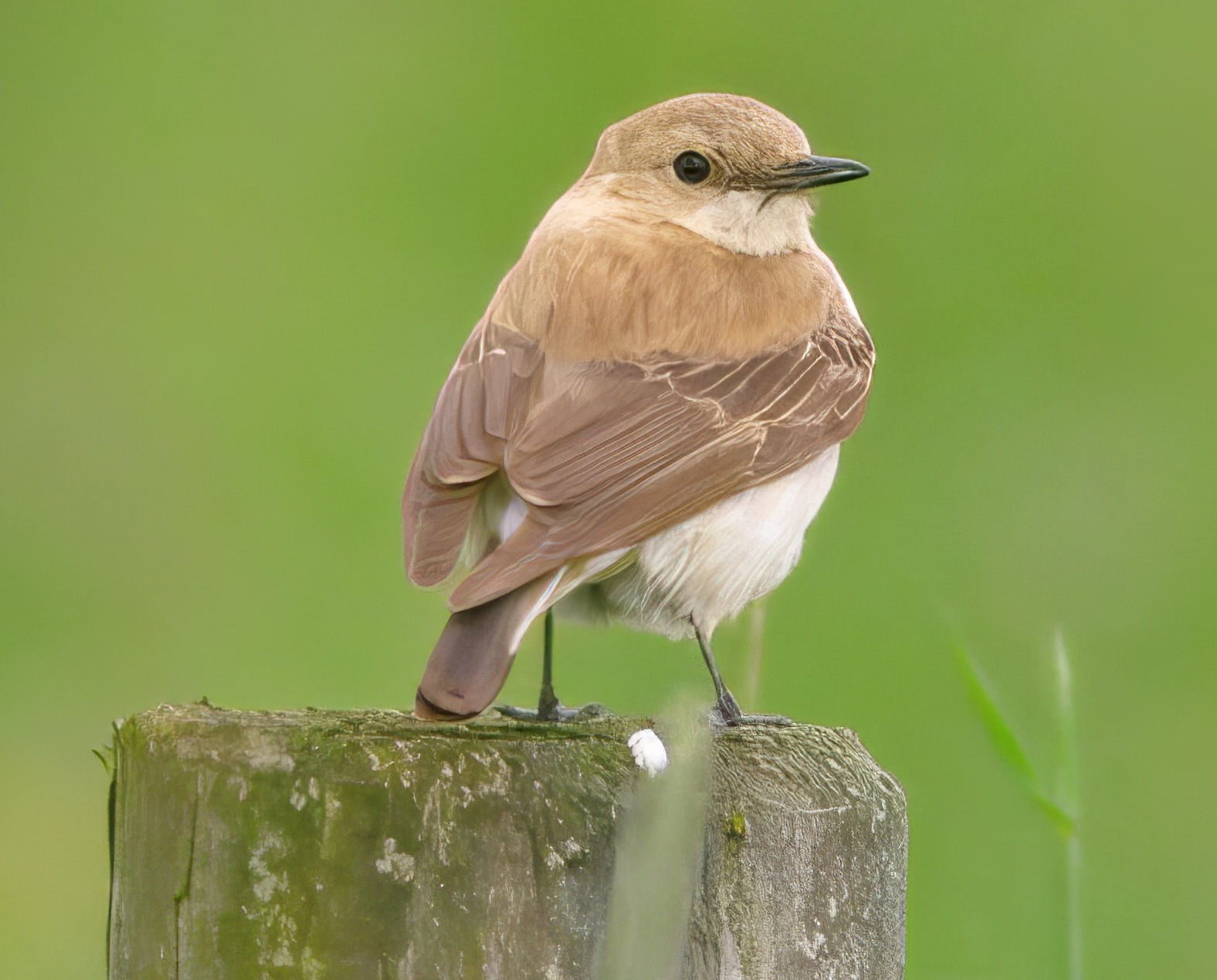 BlackEaredWheatear 120612 FramptonMarsh PSullivan topaz enhance