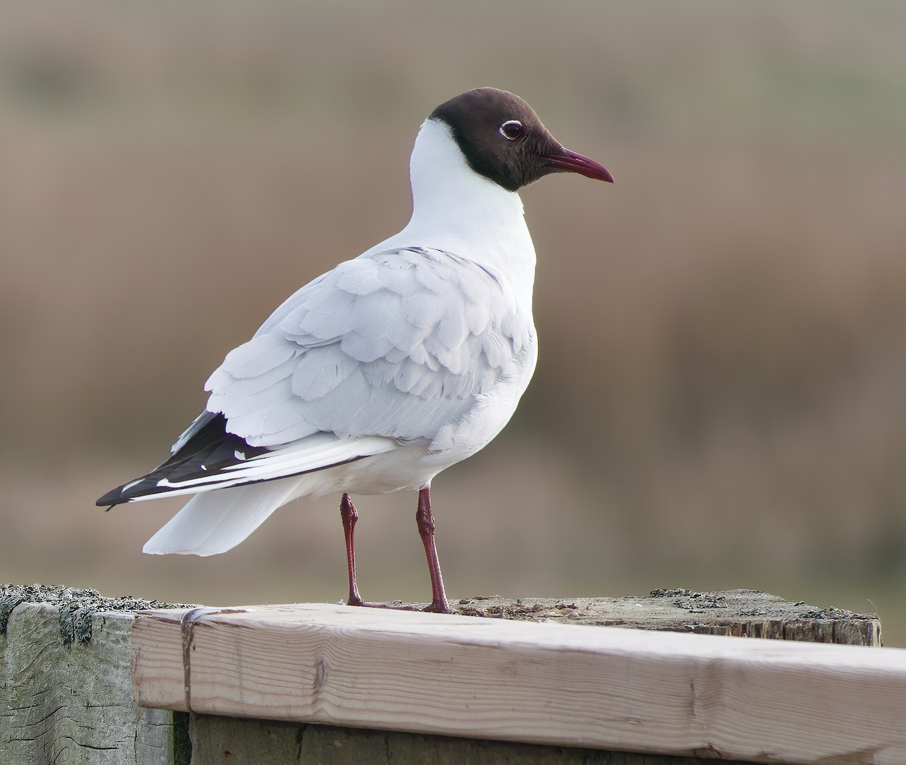 BlackHeadedGull 120422 GPBO PHyde