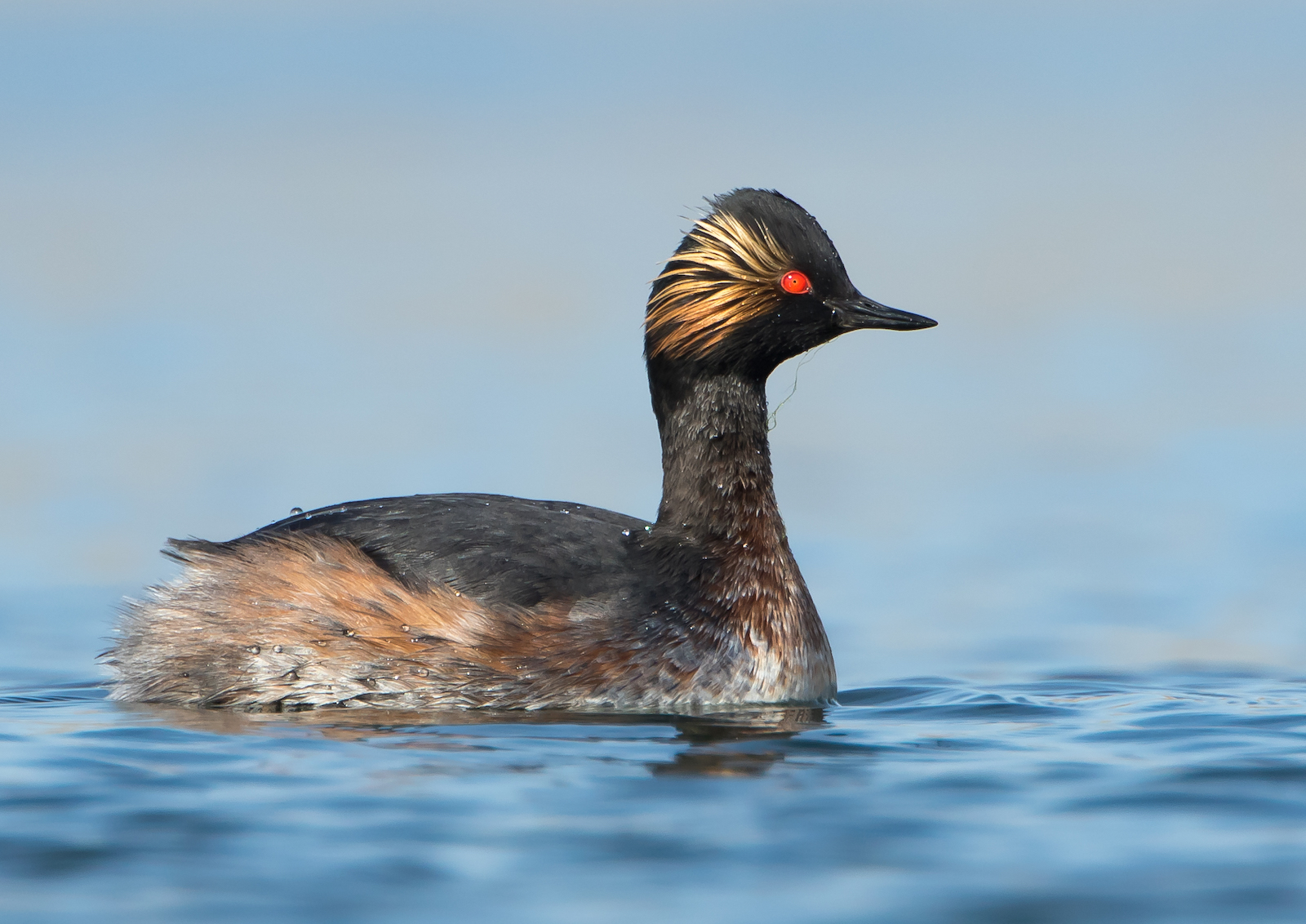 BlackNeckedGrebe 260317 CovenhamRes MarkDJohnson