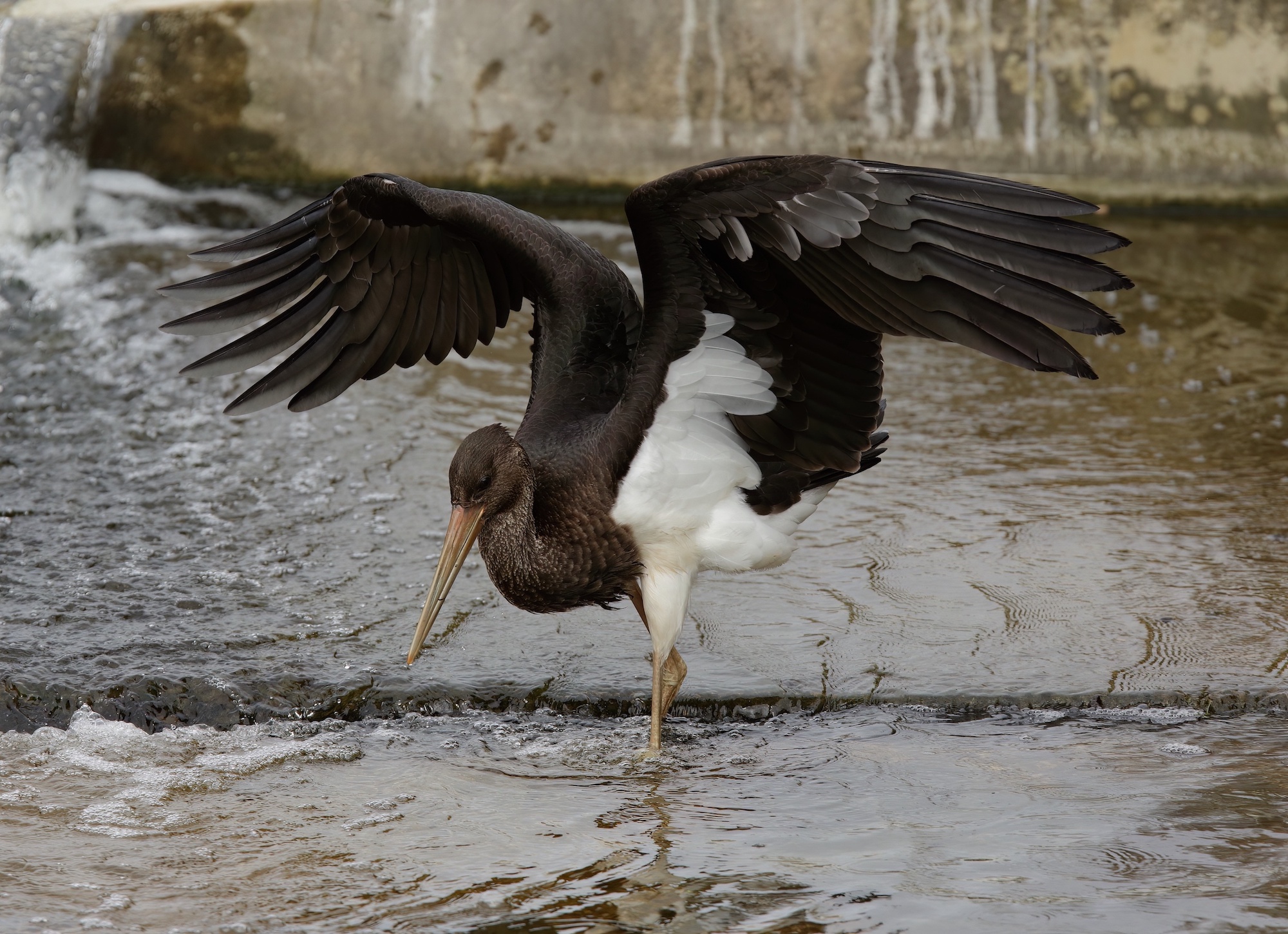 BlackStork DunsbyFen250717 BMClarkson topaz denoise