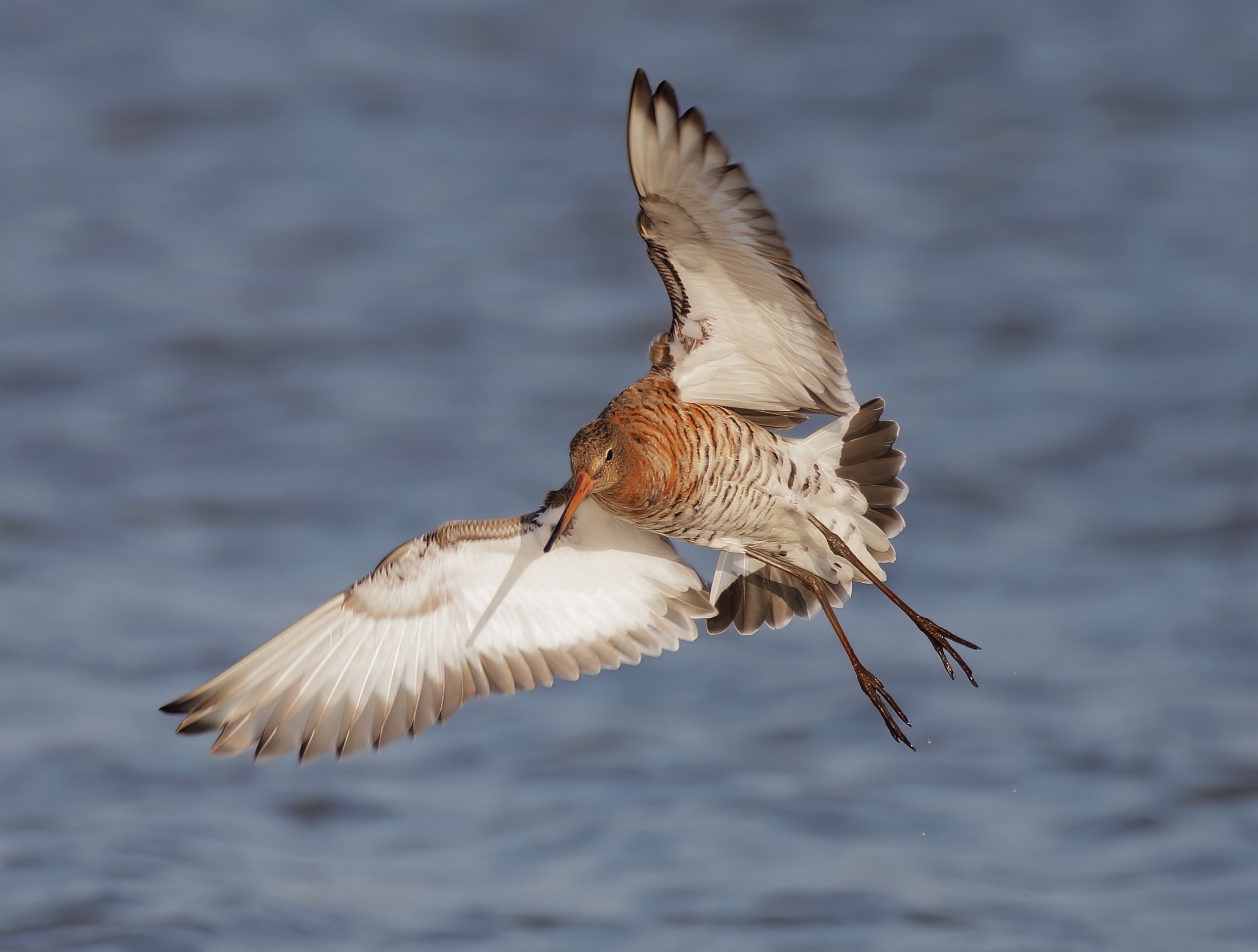 BlackTailedGodwit 180418 FramptonMarsh NeilSmith topaz denoise