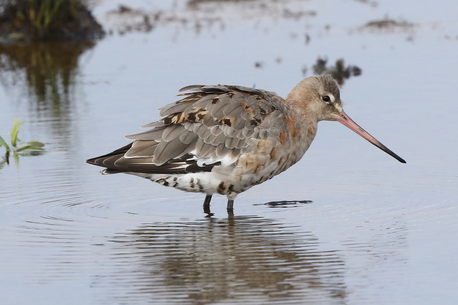 BlackTailedGodwit 260719 FramptonMarsh JRClarkson