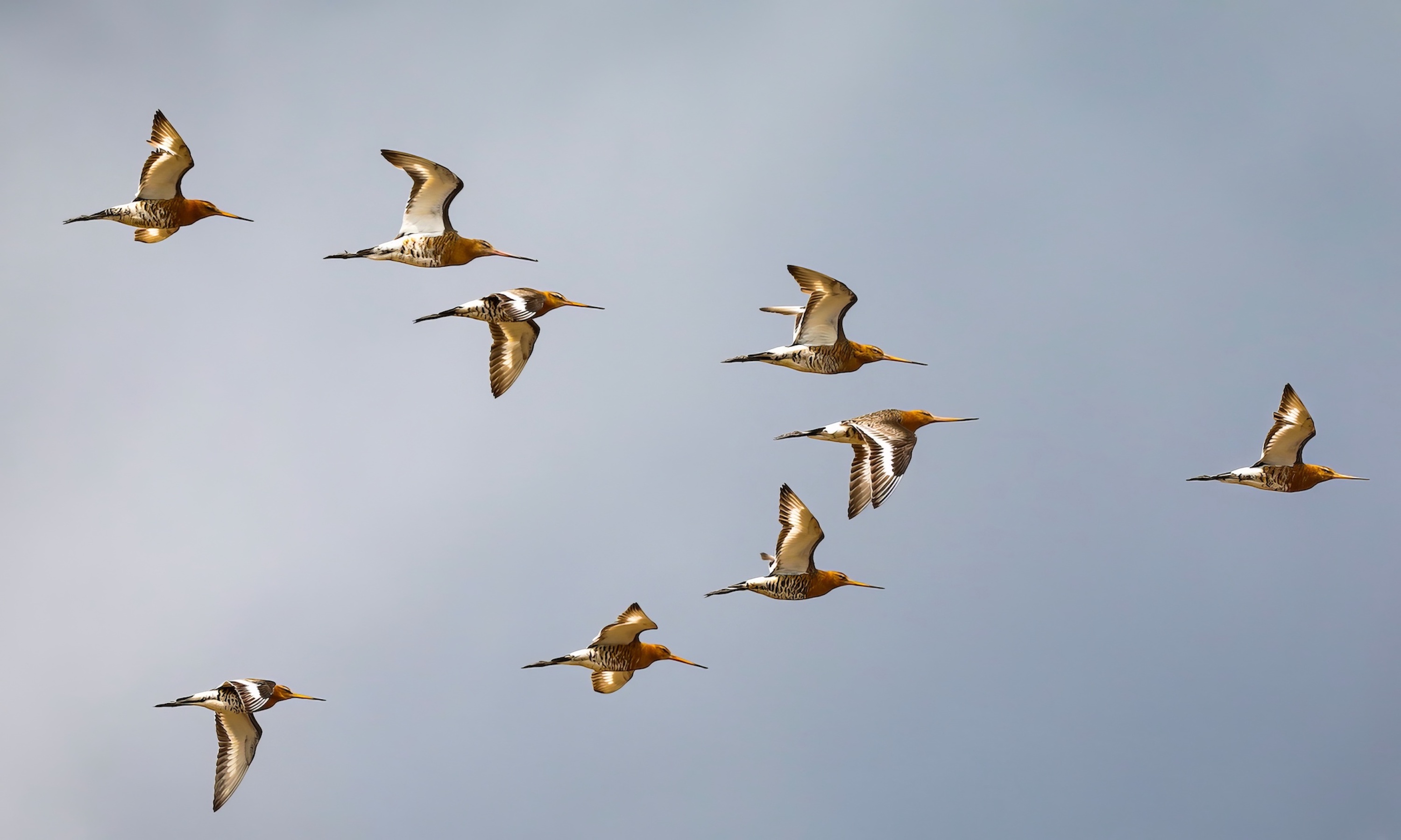 BlackTailedGodwits 070719 FarIngs JRClarkson topaz enhance