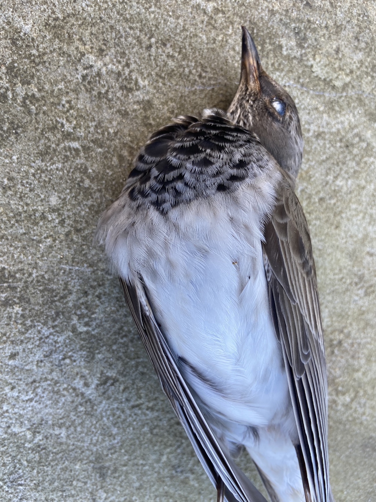 BlackThroatedThrush5 050122 Lincoln PAHyde