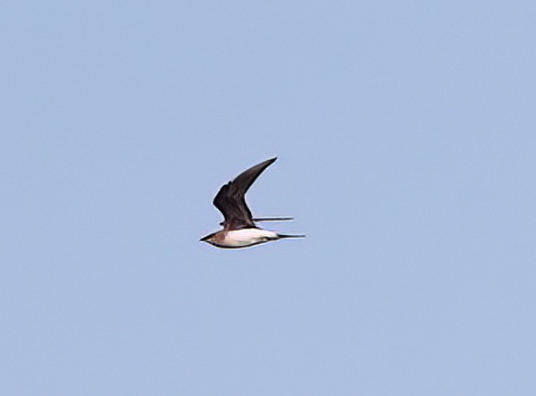 BlackWingedPratincole1 140714 GibPoint PNeale topaz denoise