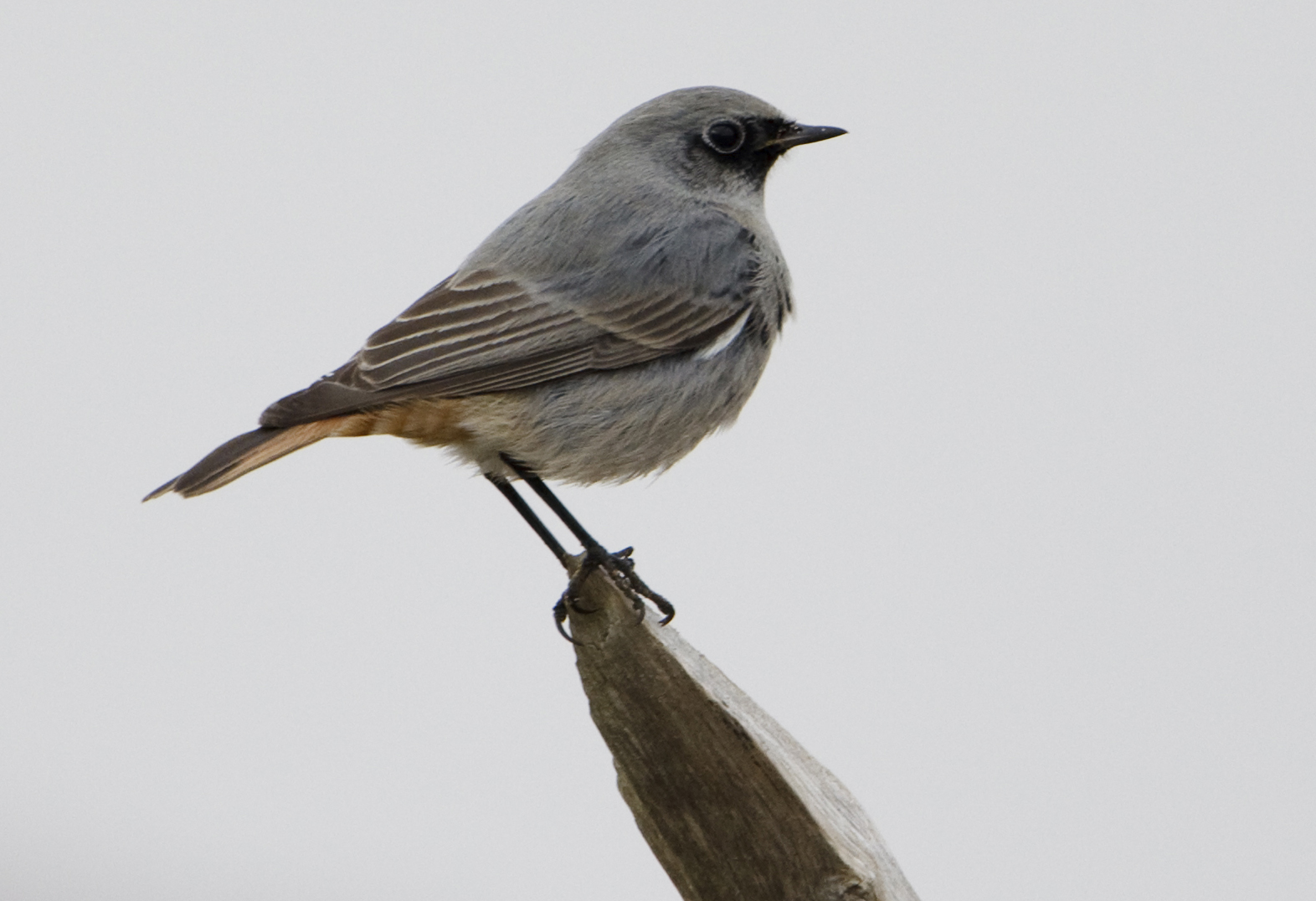 Black Redstart 11.10.10 Pyes Hall Graham Catley