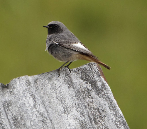 Black Redstart Barton Pits 23.03.11 GPC copy