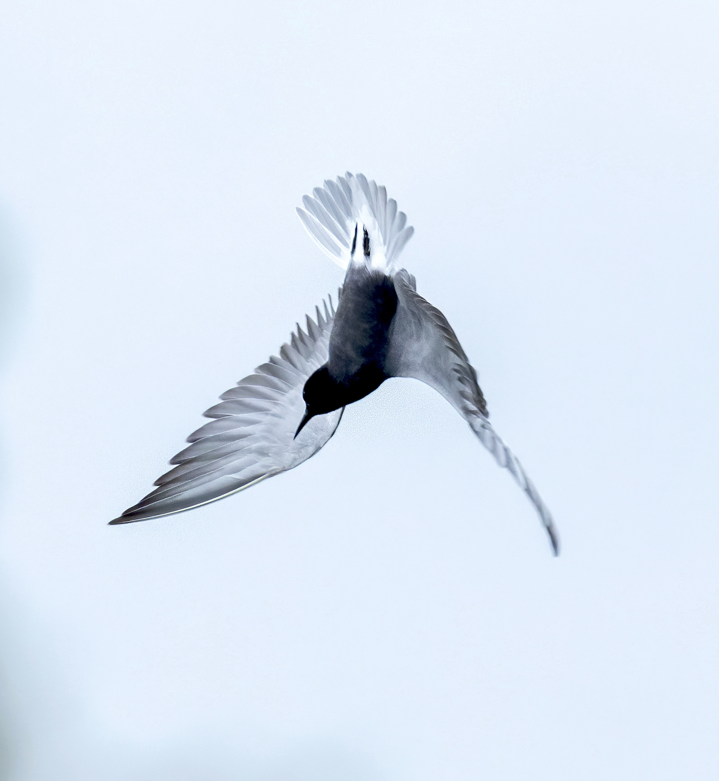 Black Tern Barton Pits May 2019 G P Catley