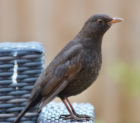 Blackbird 060121 Legbourne PaulHyde