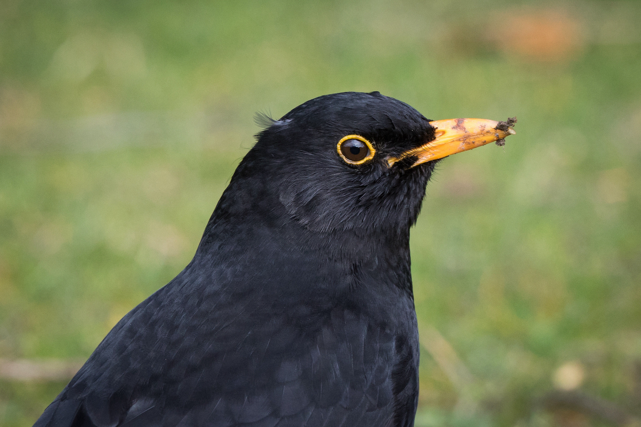 Blackbird 070318 Louth JRClarkson