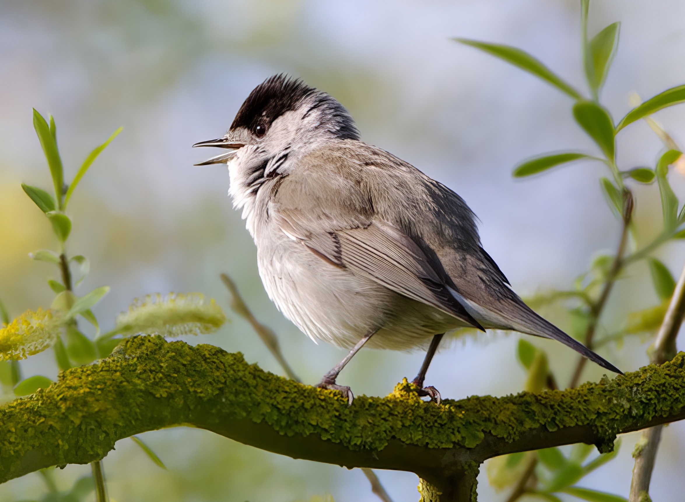 Blackcap Male 070512 KirkbyGP RTelfer topaz enhance