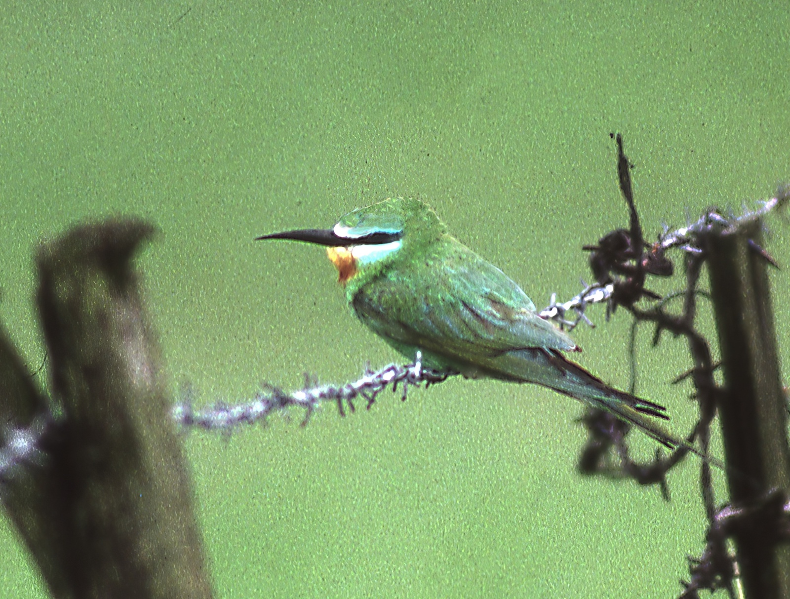 BlueCheekedBeeEater 080789 Cowden DCottridge topaz enhance