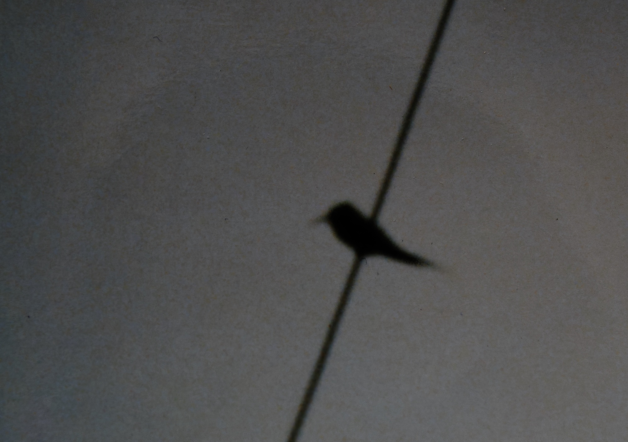 BlueCheekedBeeEater Wrangle 1989 1 topaz enhance sharpen