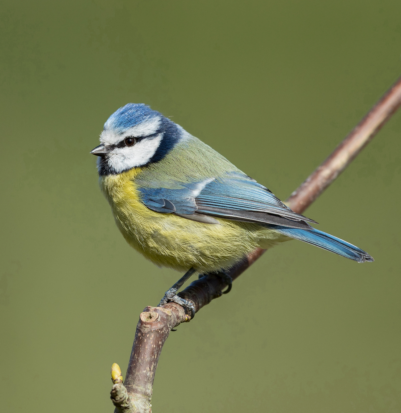 BlueTit 250320 NorthSomercotes MDJohnson