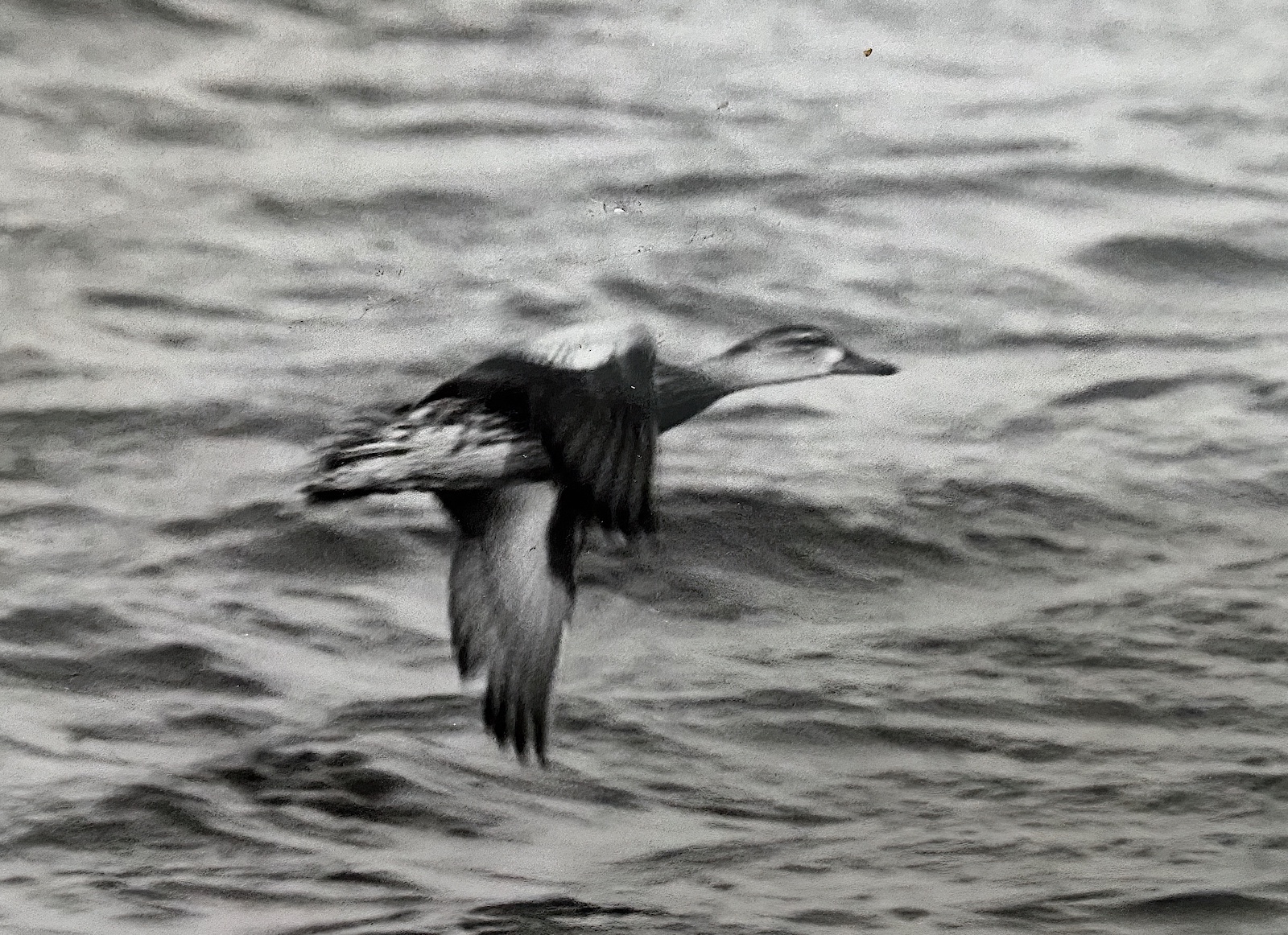 BlueWingedTeal Sept1982 HuttoftPit KAtkin