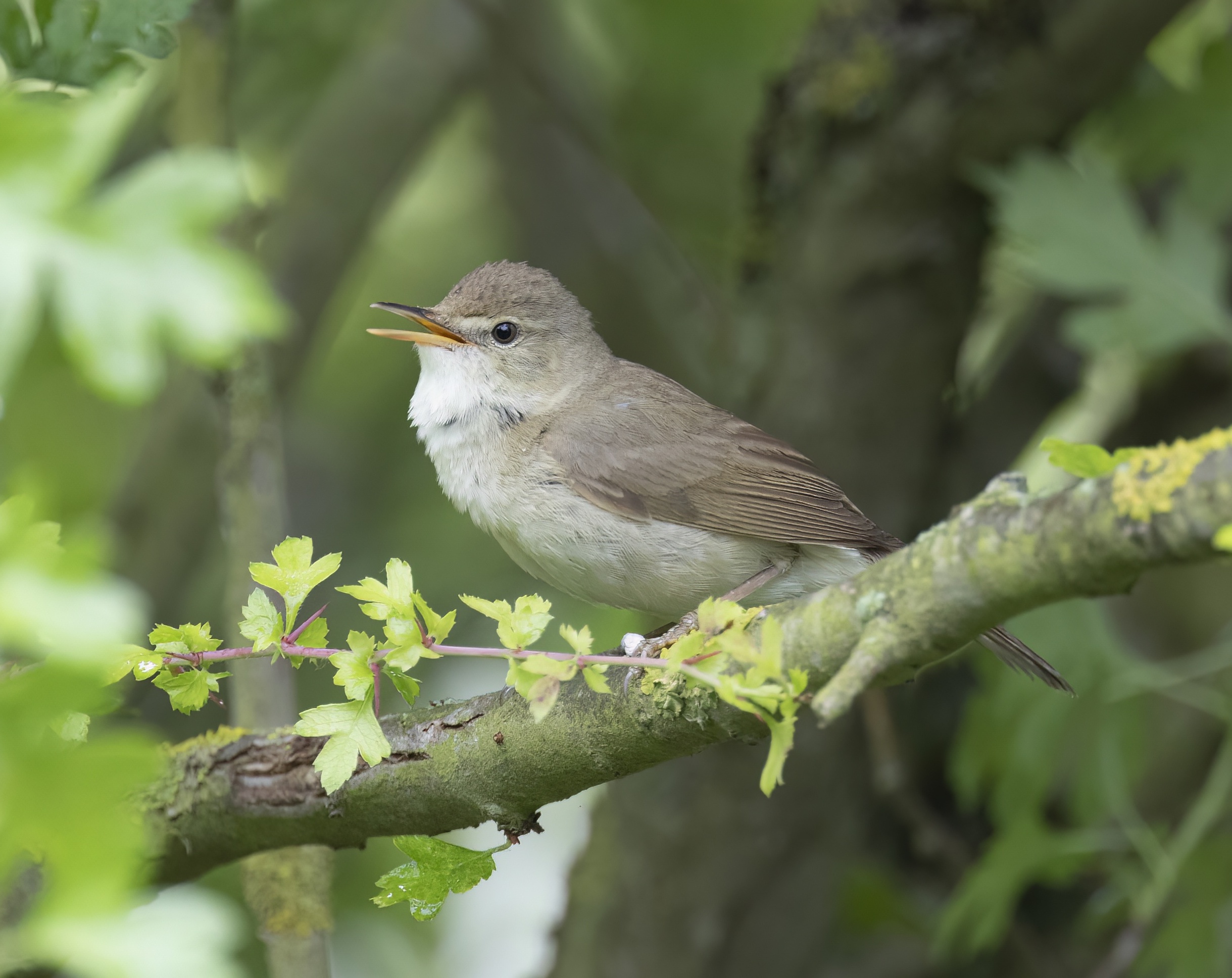 Blyths Reed Warbler Barton June 2020 G P Catley topaz denoise