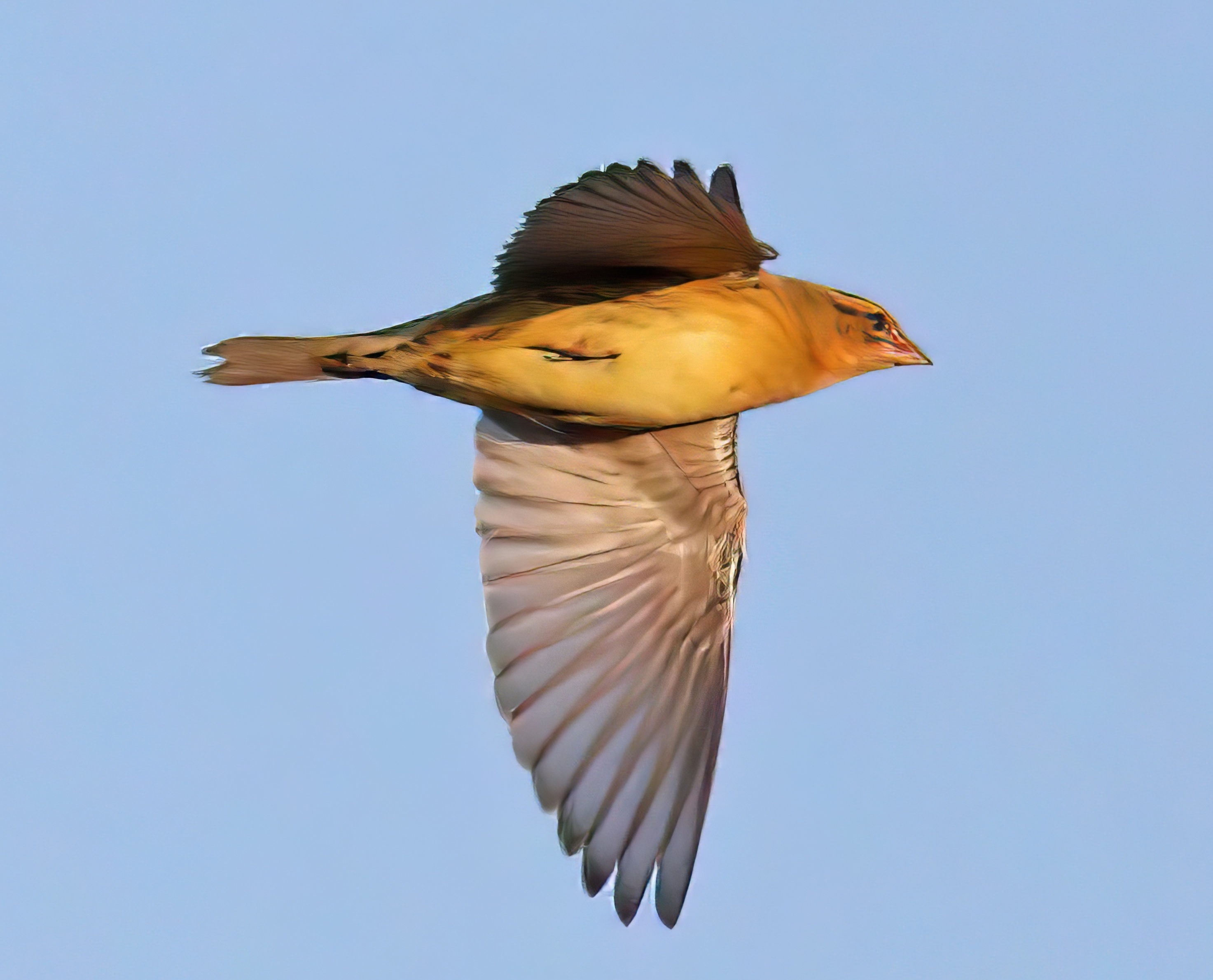 Bobolink2 181019 CrookBank NDrinkall topaz enhance