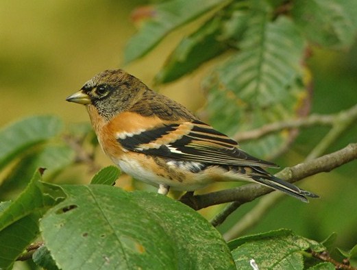 Brambling 031013 GibPoint PNeale