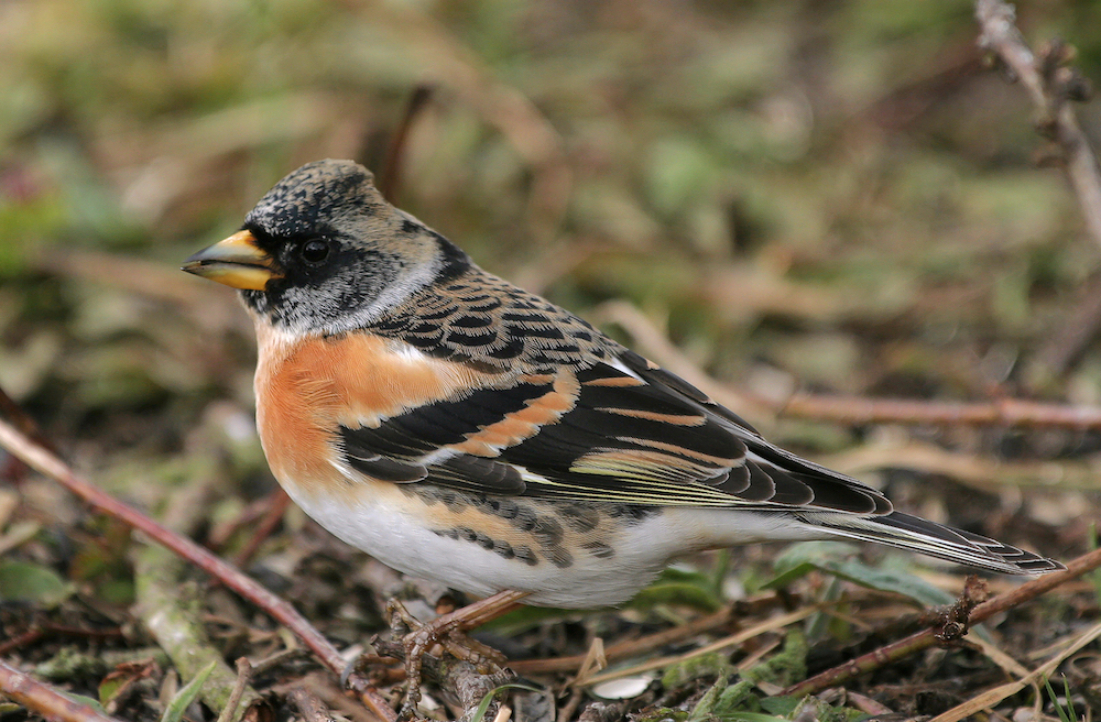 Brambling 150309 GibPoint NeilSmith