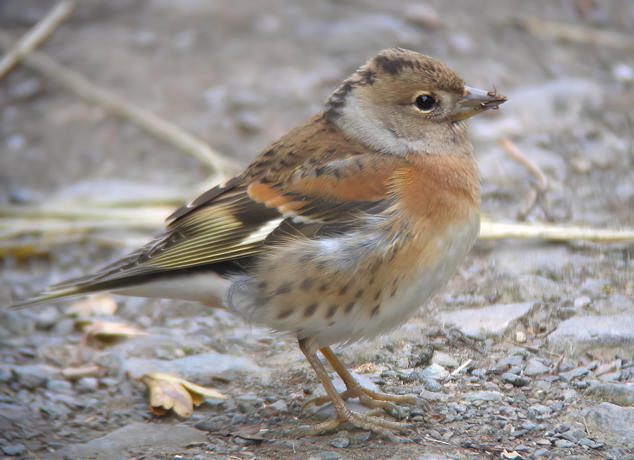 Brambling 171009 FreistonShore PSullivan topaz denoise enhance