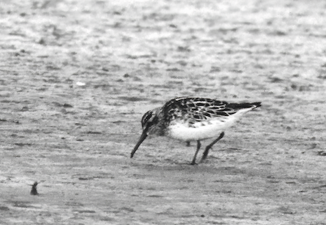 BroadBilledSandpiper 260582 Saltfleetby Theddlethorpe KAtkin topaz denoise sharpen