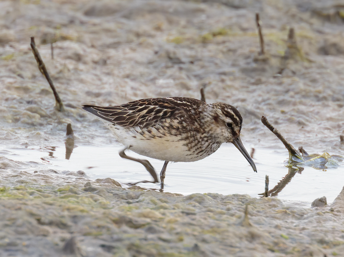 BroadBilledSandpiper July2016 FramptonMarsh GPCatley