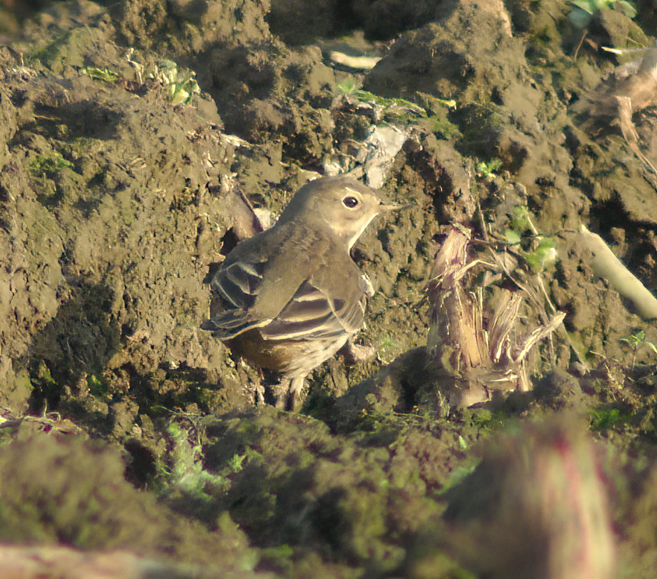 BuffBelliedPipit1 Dec2005 FramptonMarsh PFrench c SharpenAI Motion