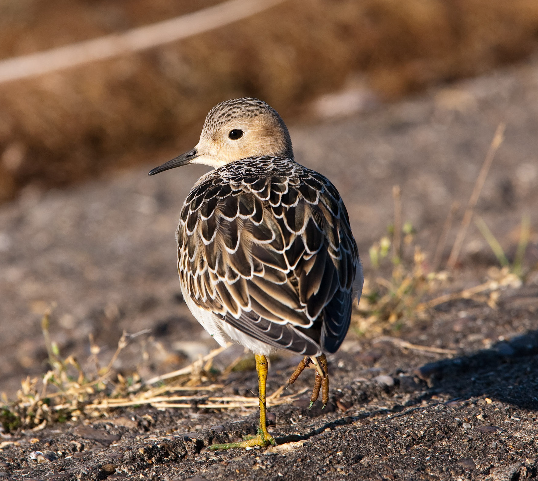 BuffBreastedSandpiper 040907 Toft Newton GPCatley