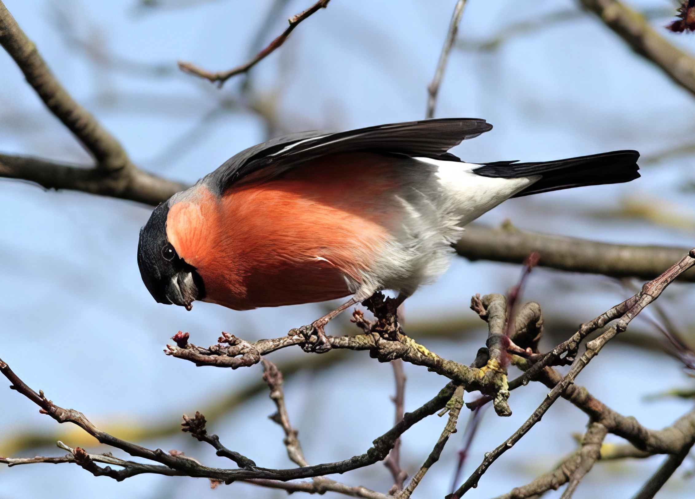 Bullfinch 020515 Alford PaulNealePN1 topaz enhance