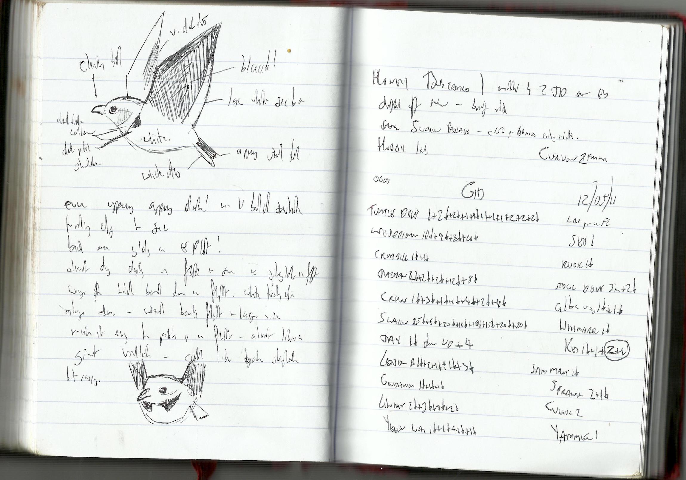 CalandraLark 110511 FieldNotes KMWilson