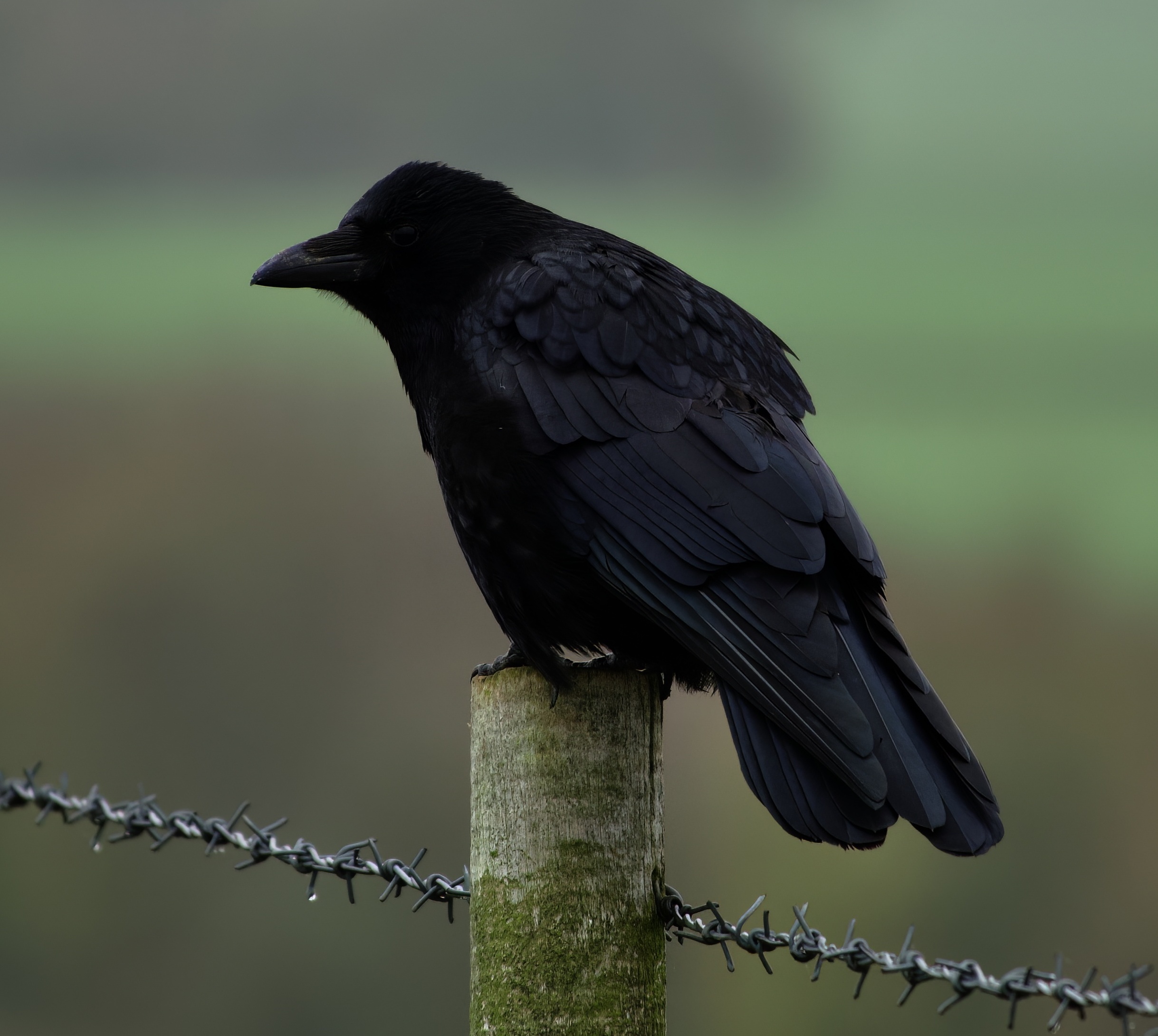 CarrionCrow 131122 Covenham PAHyde