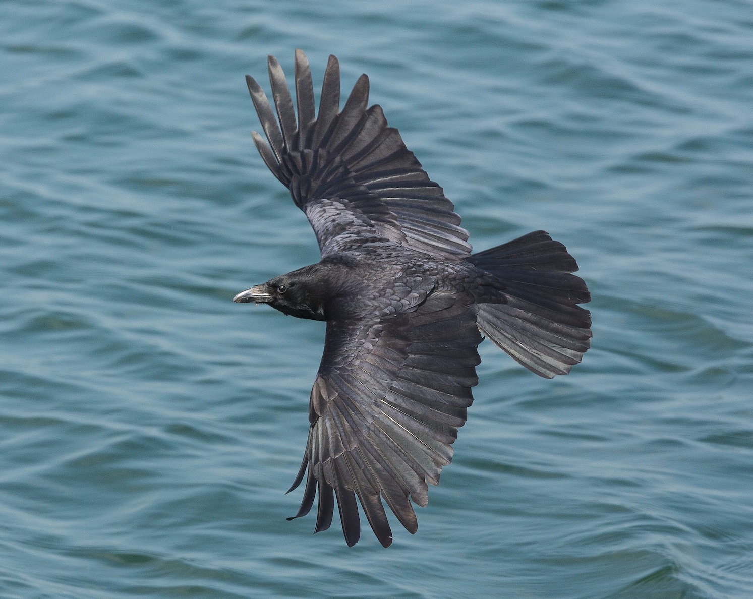 Carrion Crow 150515 CovenhamReservoir BMClarkson topaz sharpen