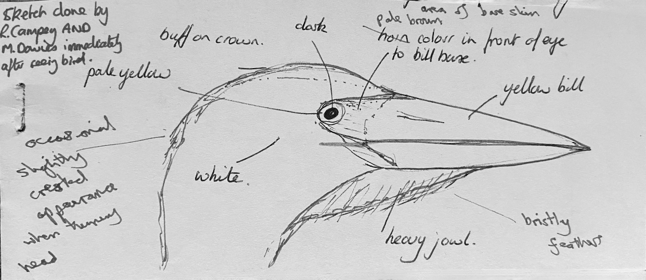 CattleEgret 131086 NthHykeham RCampeySketch 1