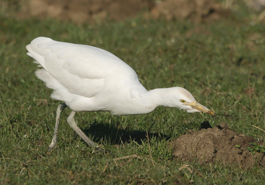Cattle Egret Feb2008 Legbourne NSmith