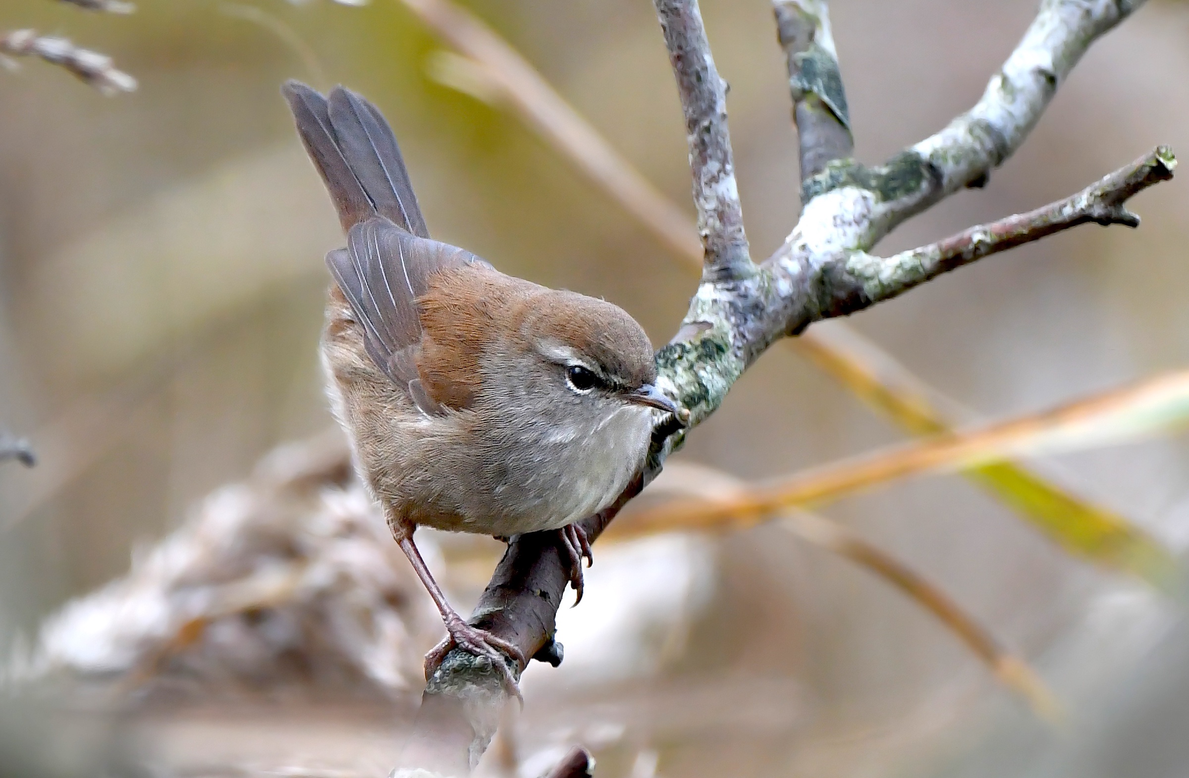 CettisWarbler 271116 FramptonMarsh SKeightley topaz enhance