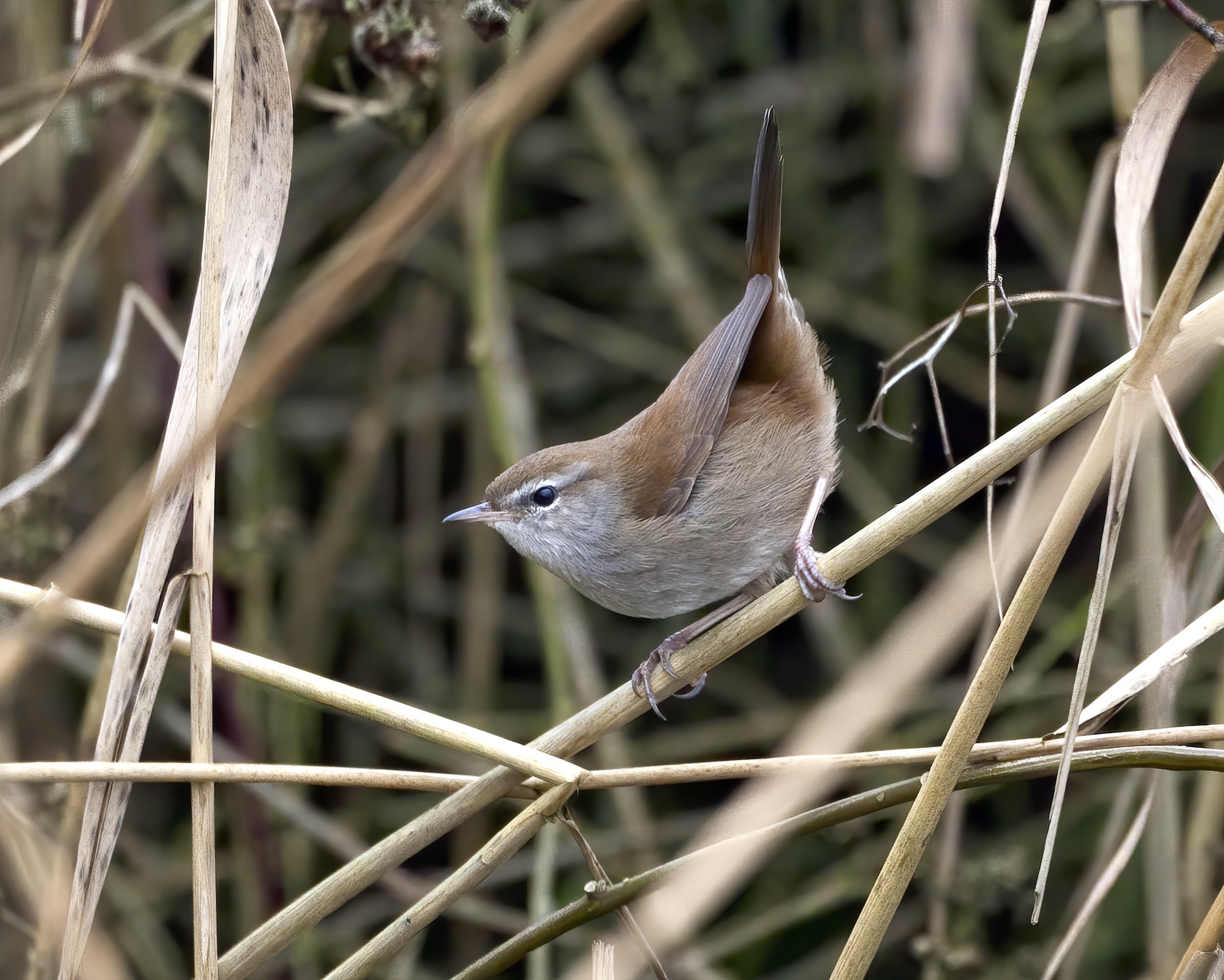 CettisWarbler January2010 Barton Pits GPCatley topaz enhance