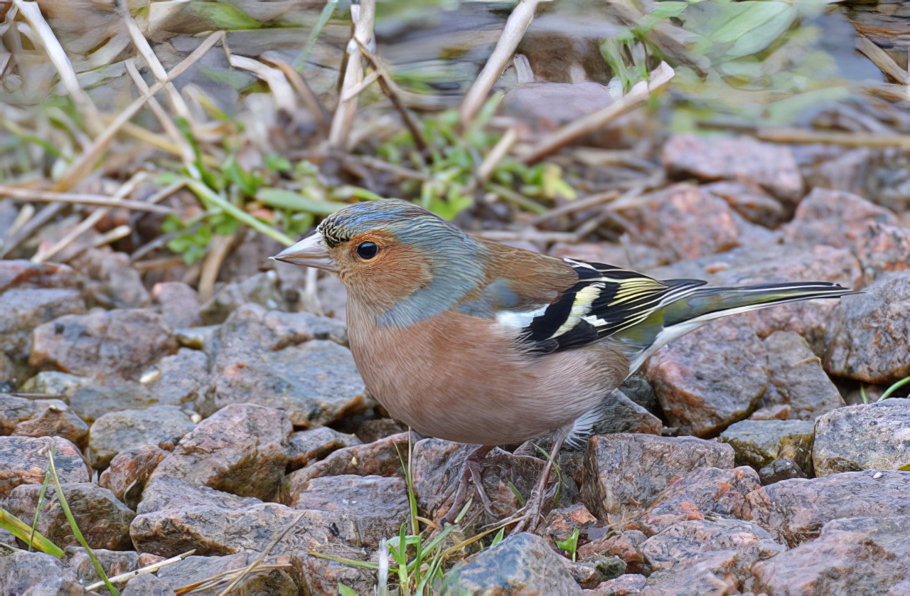Chaffinch 210115 FramptonMarsh PSullivan topaz enhance