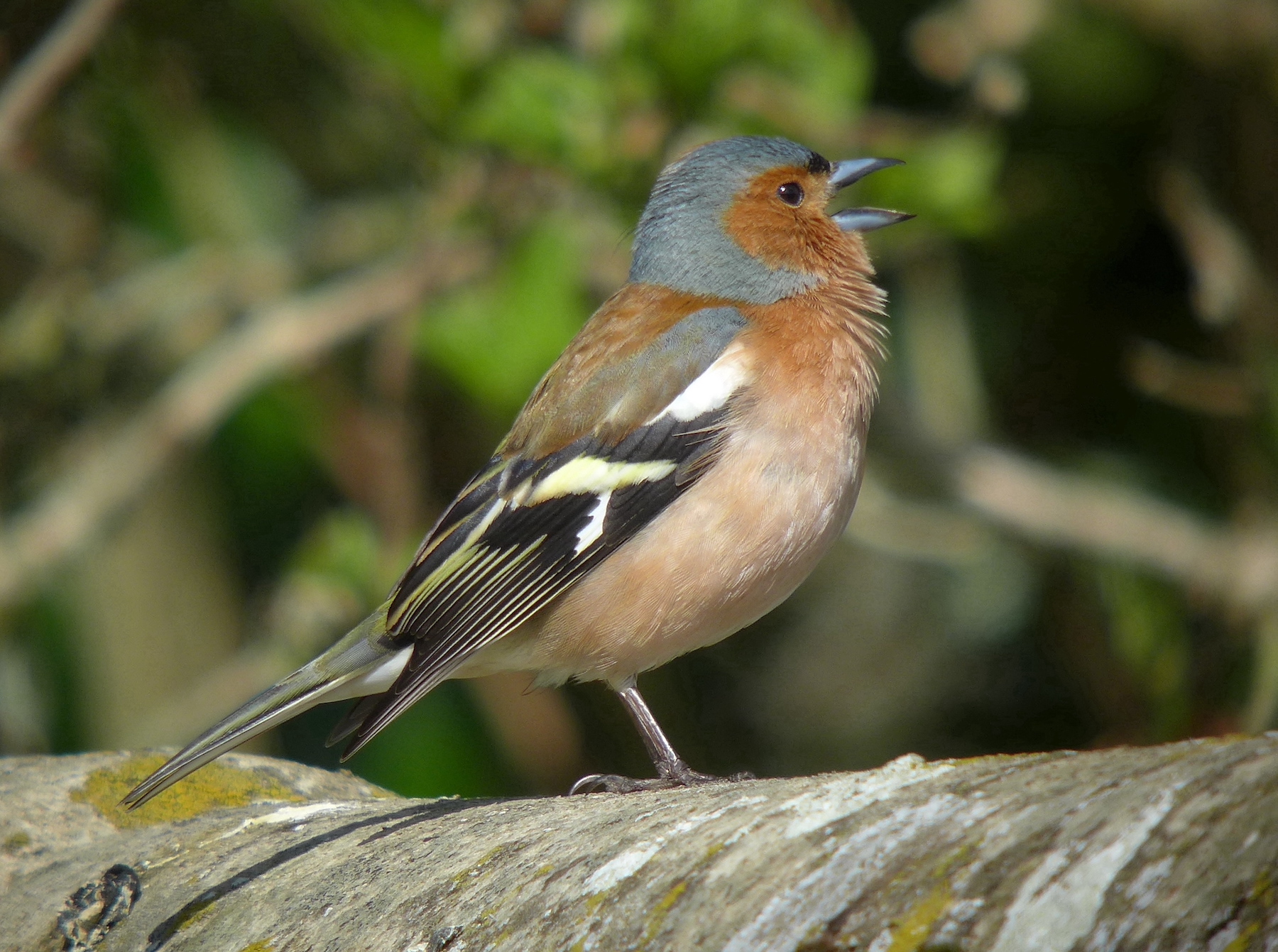 Chaffinch 300413 Lincs RussHayes