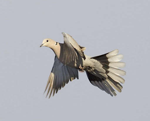 CollaredDove 210212 Barton GPCatley