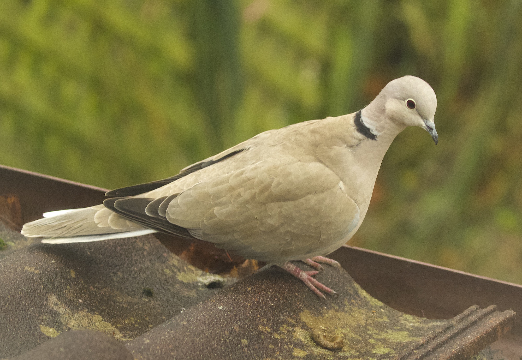 CollaredDove Aug2020 SLincs Unknown copy
