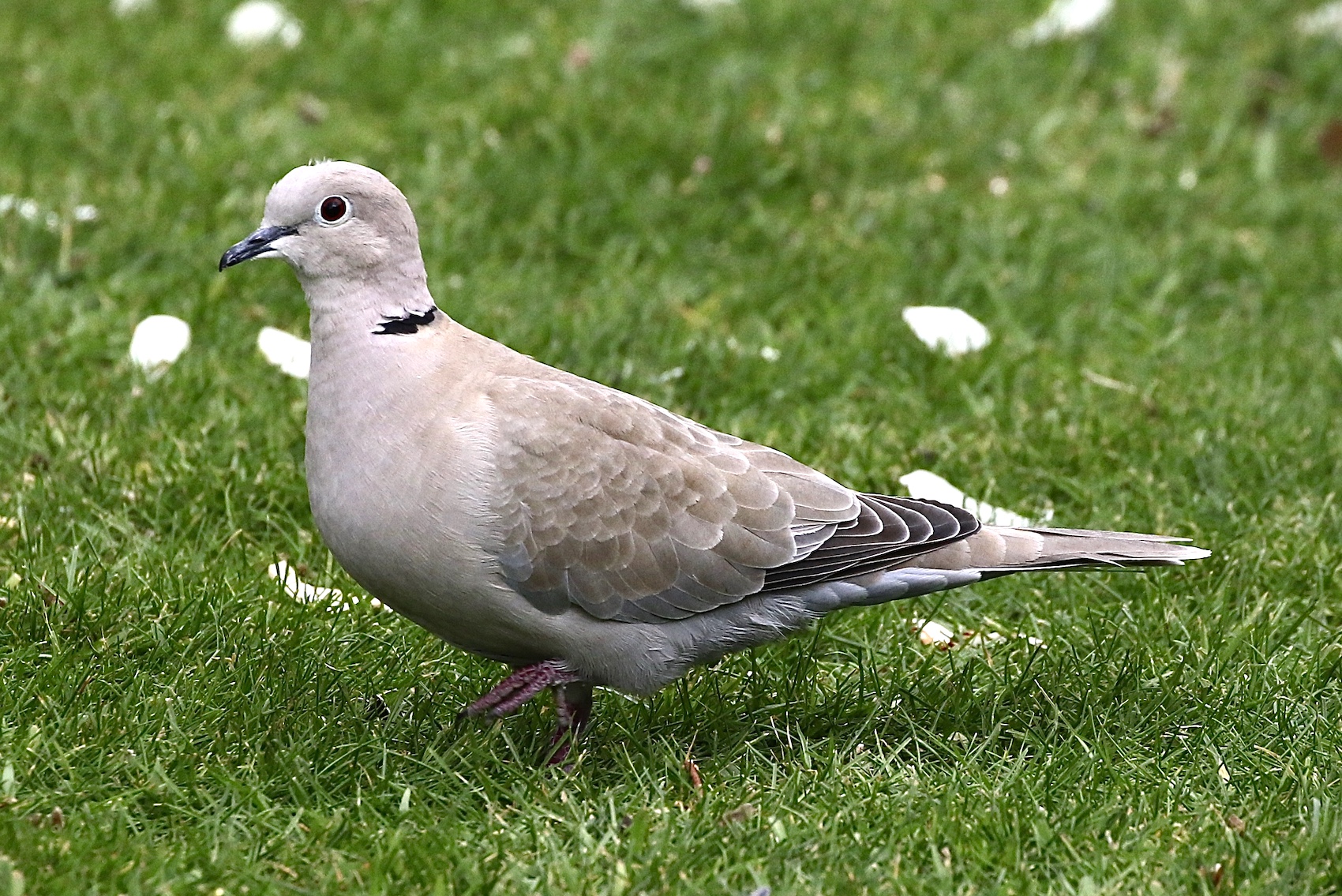 Collared Dove Louth 13 4 20 JRC