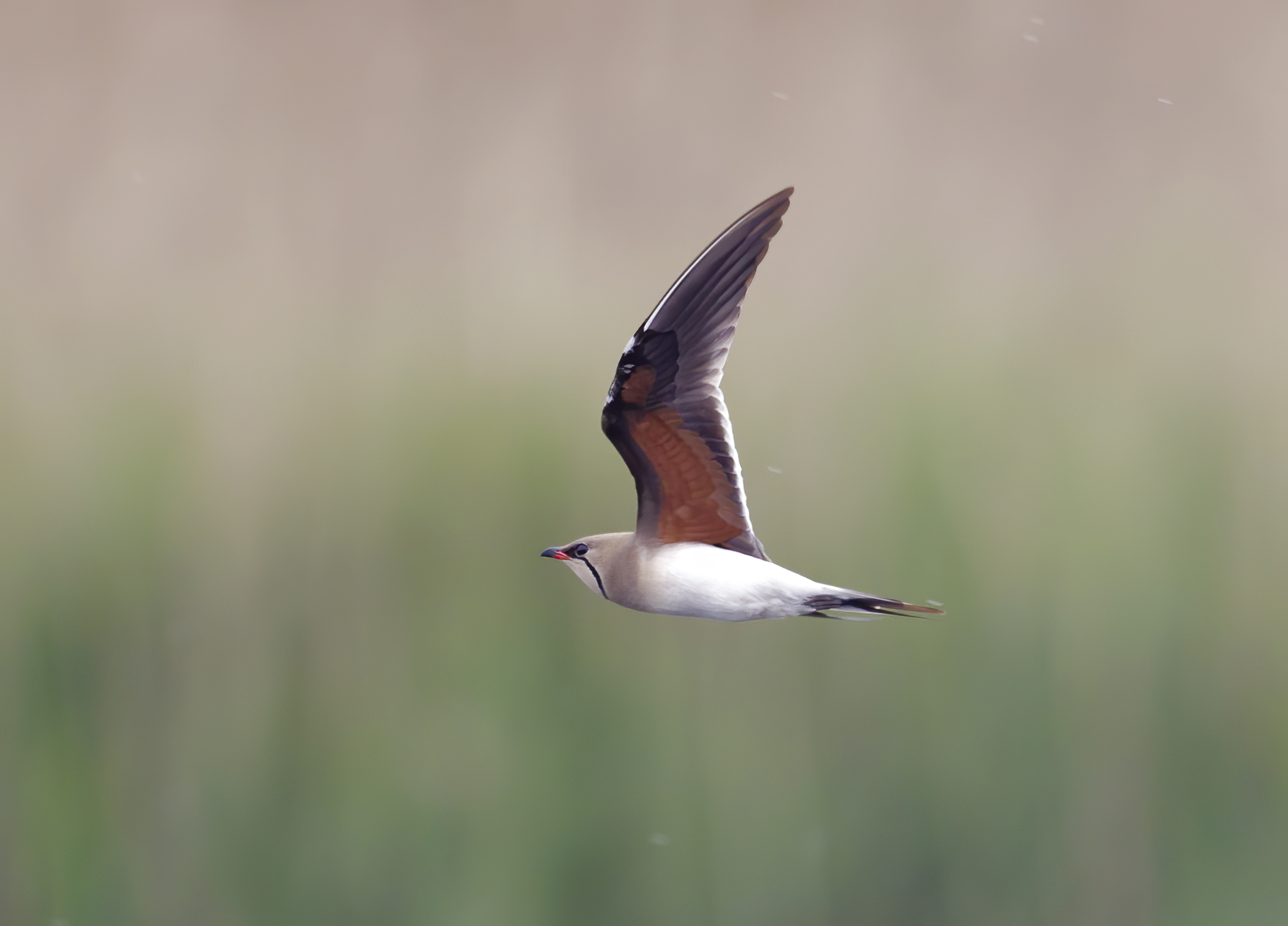 Collared Pratincole1 Rosper Road 030511 GP Catley