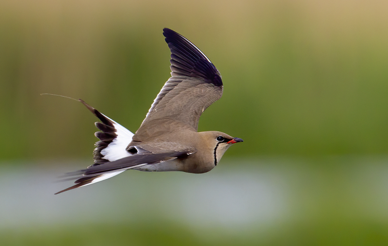 Collared Pratincole2 Rosper Road 030511 GPCatley
