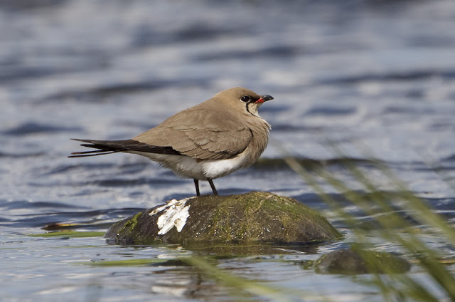 Collared Pratincole3 RosperRoad 030511 GPCatley