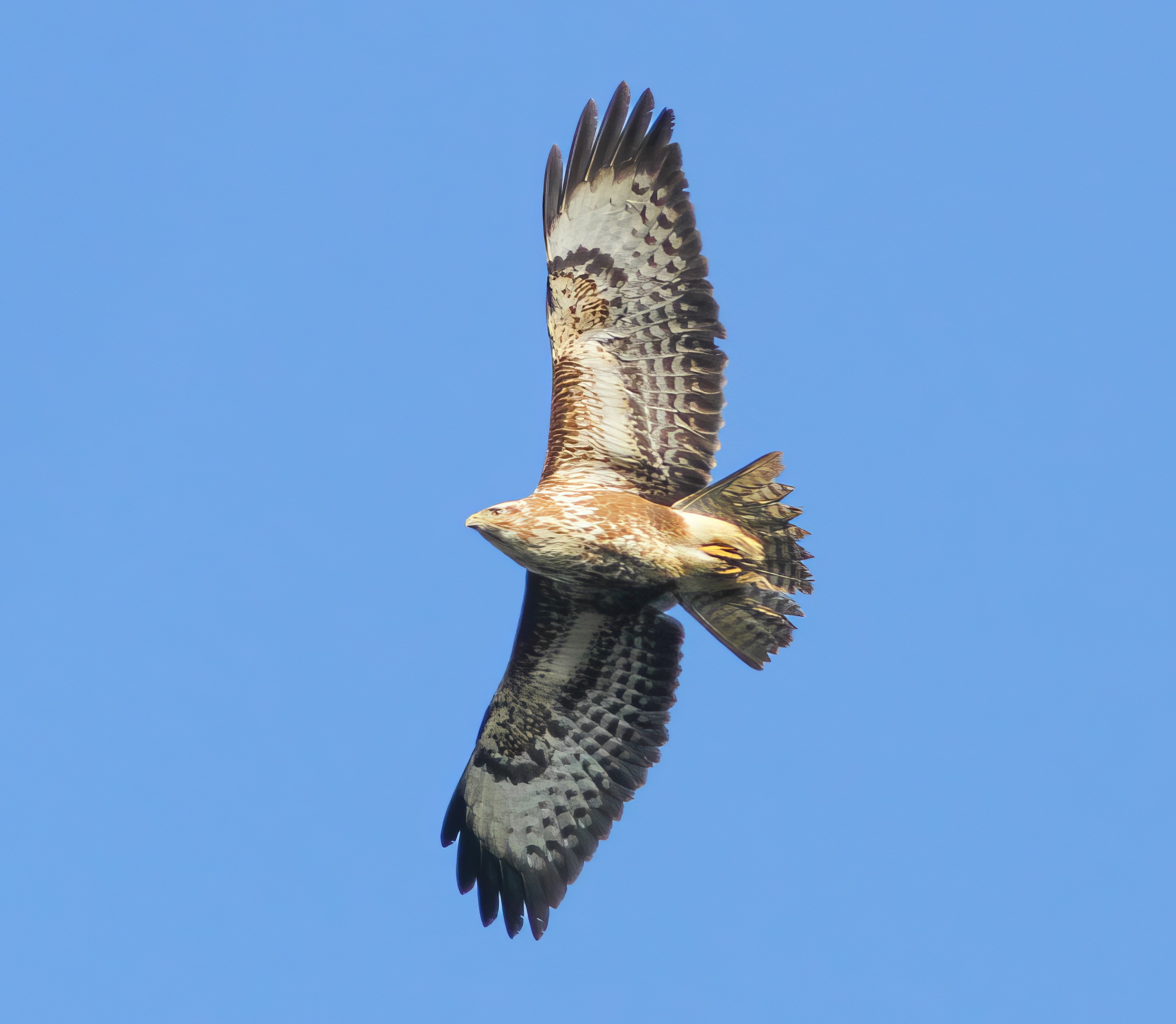 CommonBuzzard 040418 SnipeDales PAHyde topaz enhance